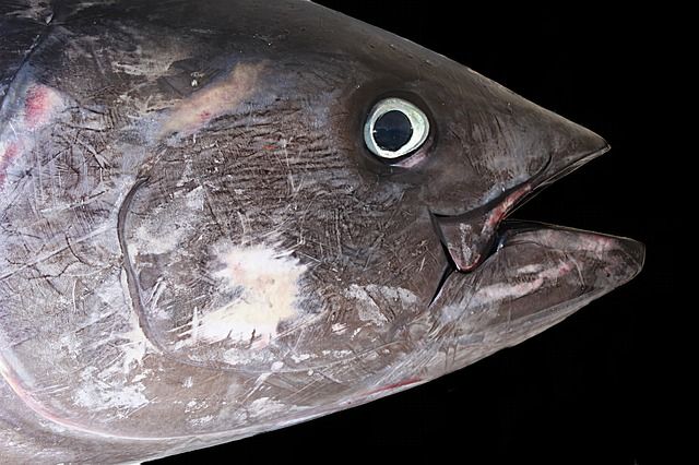 El atún rojo, pescado de lujo para tu boda