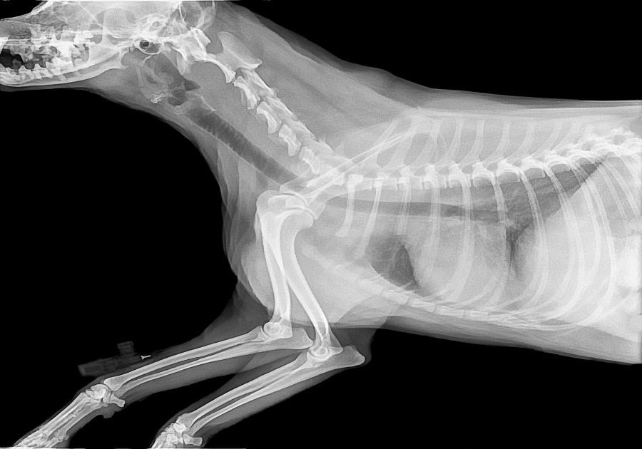 ¿Cuáles son los beneficios de la radiografía veterinaria para los animales?
