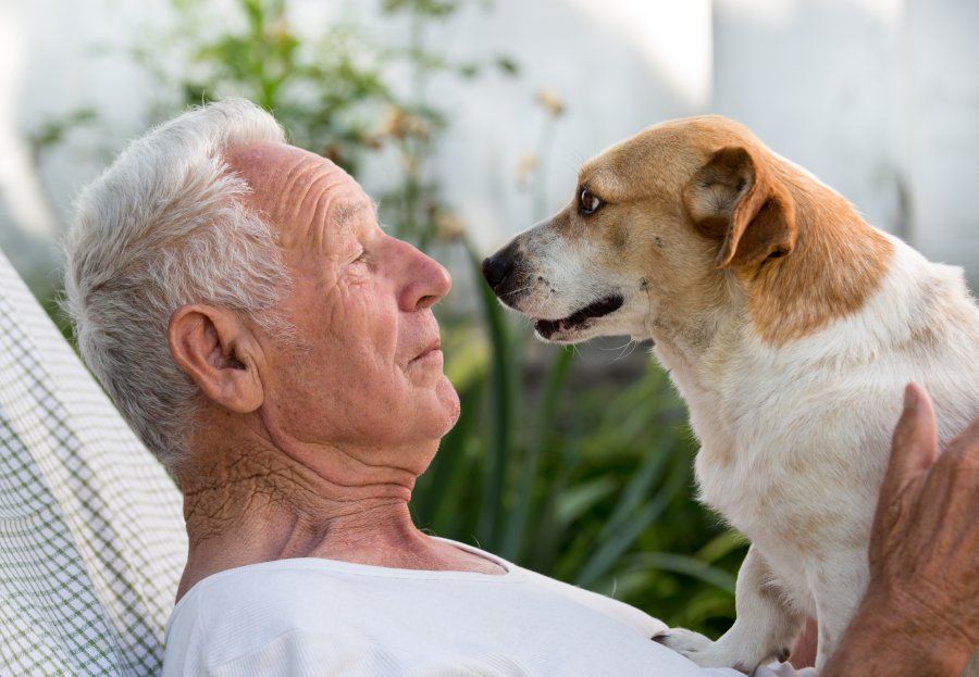 Beneficios de las terapias con animales para los ancianos