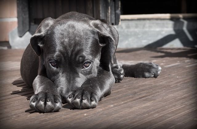 las verrugas humanas son contagiosas para los perros