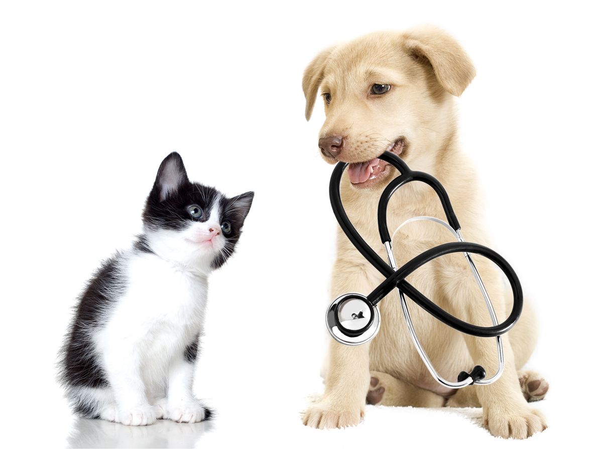 Veterinario a domicilio en Las Rozas