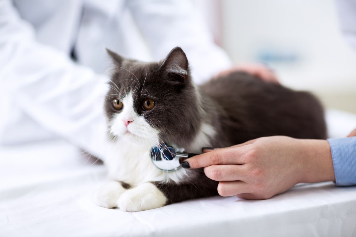 Urgencias veterinarias en Getafe