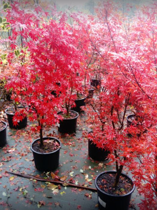 Venta de plantas en Vigo