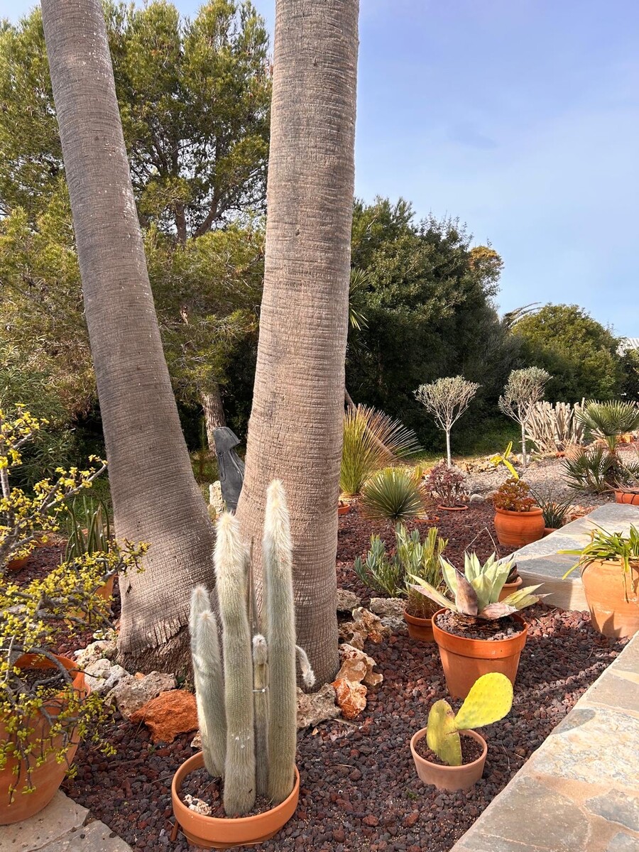 Mantenimiento de jardines en San Luis