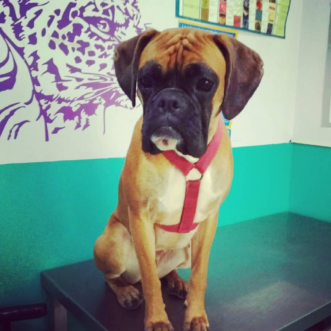 Consultas veterinarias en Coruña