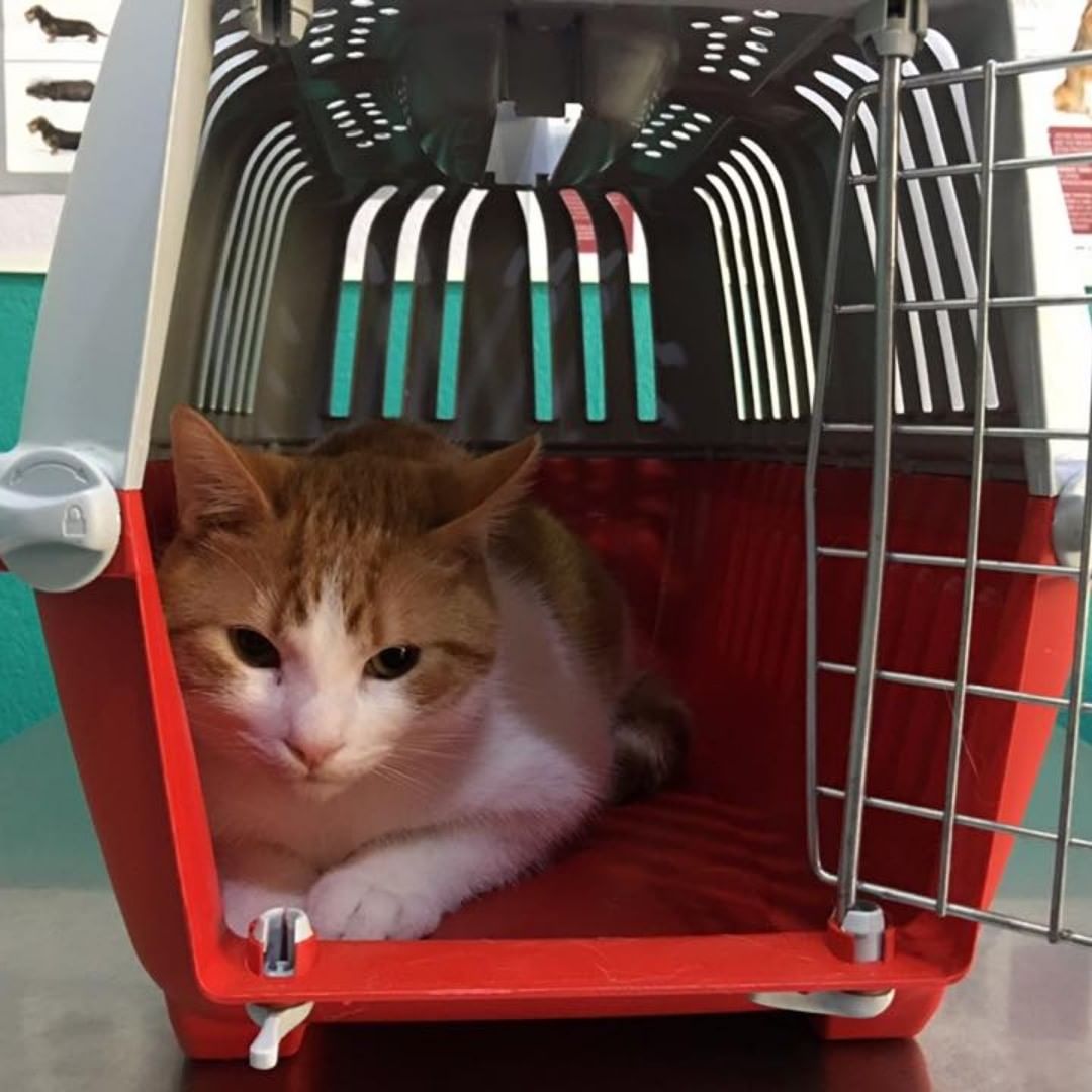 Consulta veterinaria en Coruña