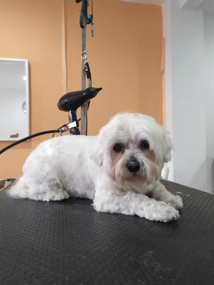 Peluquería canina en la Horta Guinardo en Barcelona