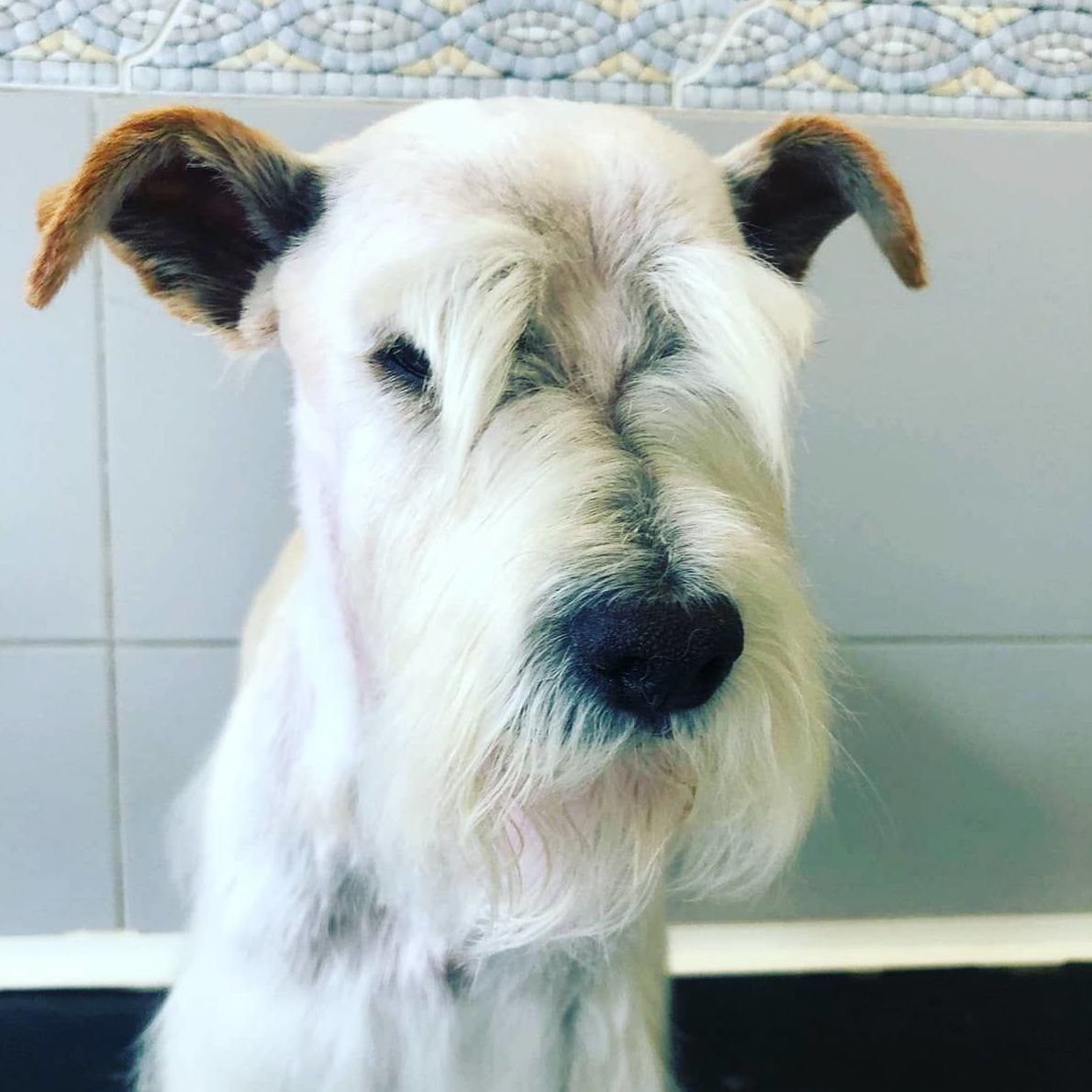 Olaf. Será un schnauzer?