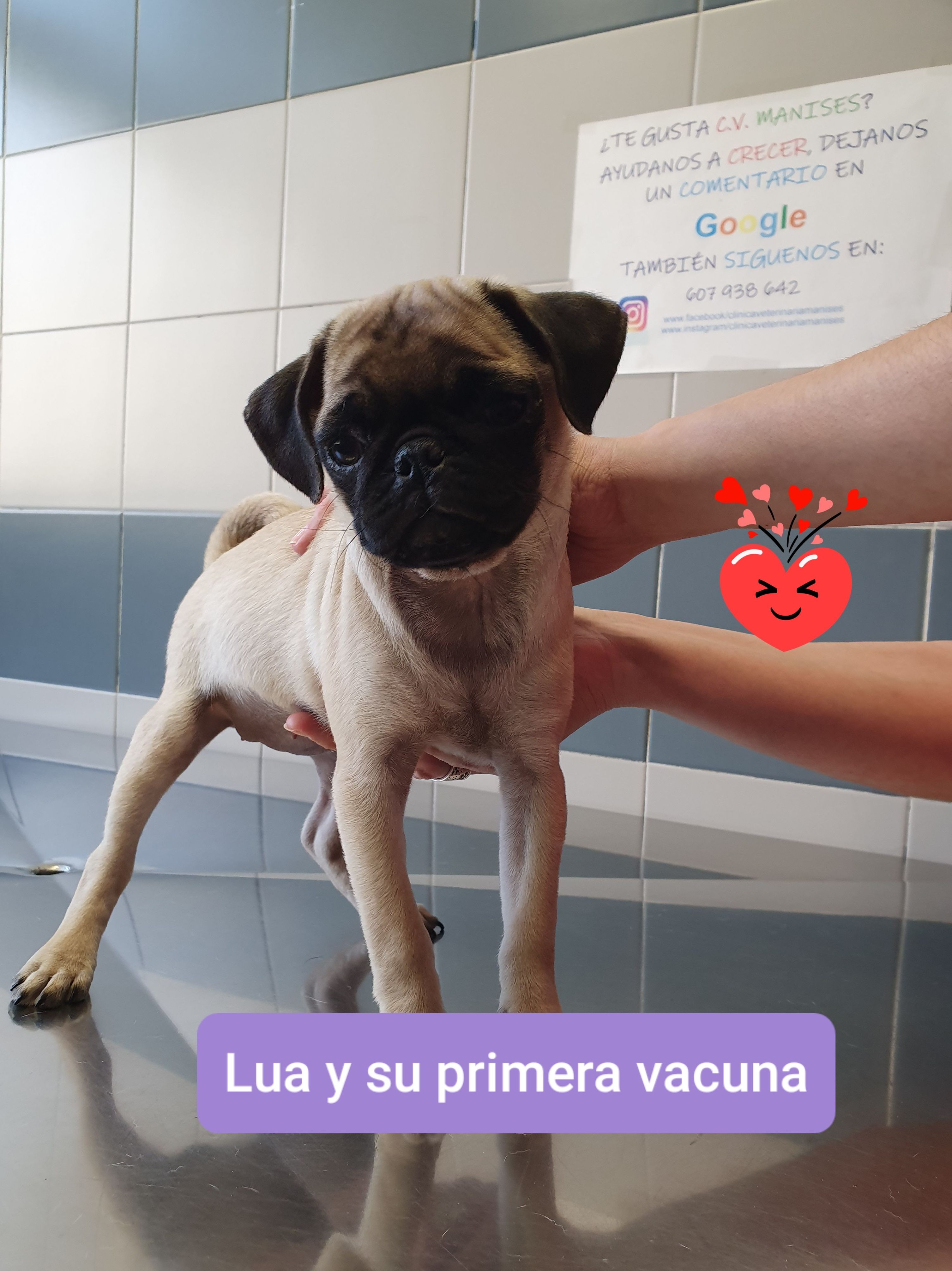 Adoramos a nuestros cachorros, verlos crecer nos encanta