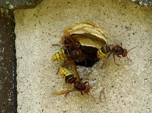 Eliminación de plagas de avispas y otros insectos