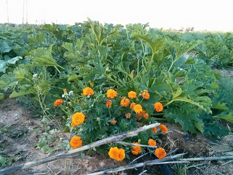 Cultivo de verduras responsable en Latina