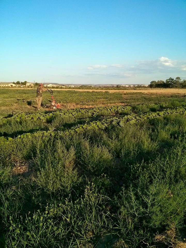 Cultivo de verduras y frutas ecológicas en Las Tablas