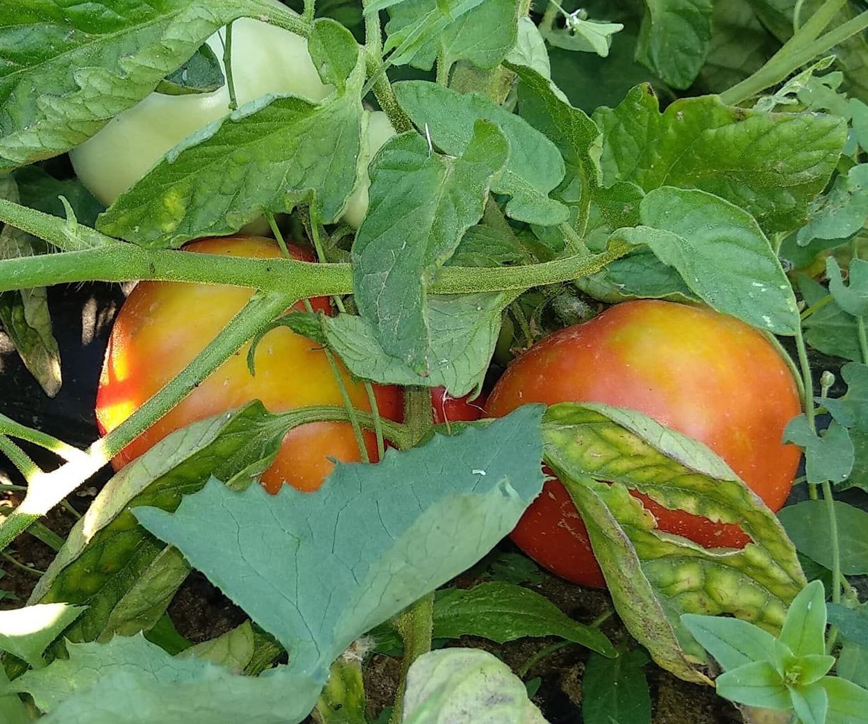 El tomate que sabe a tomate, ya lo tenemos en La Huerta de Leo