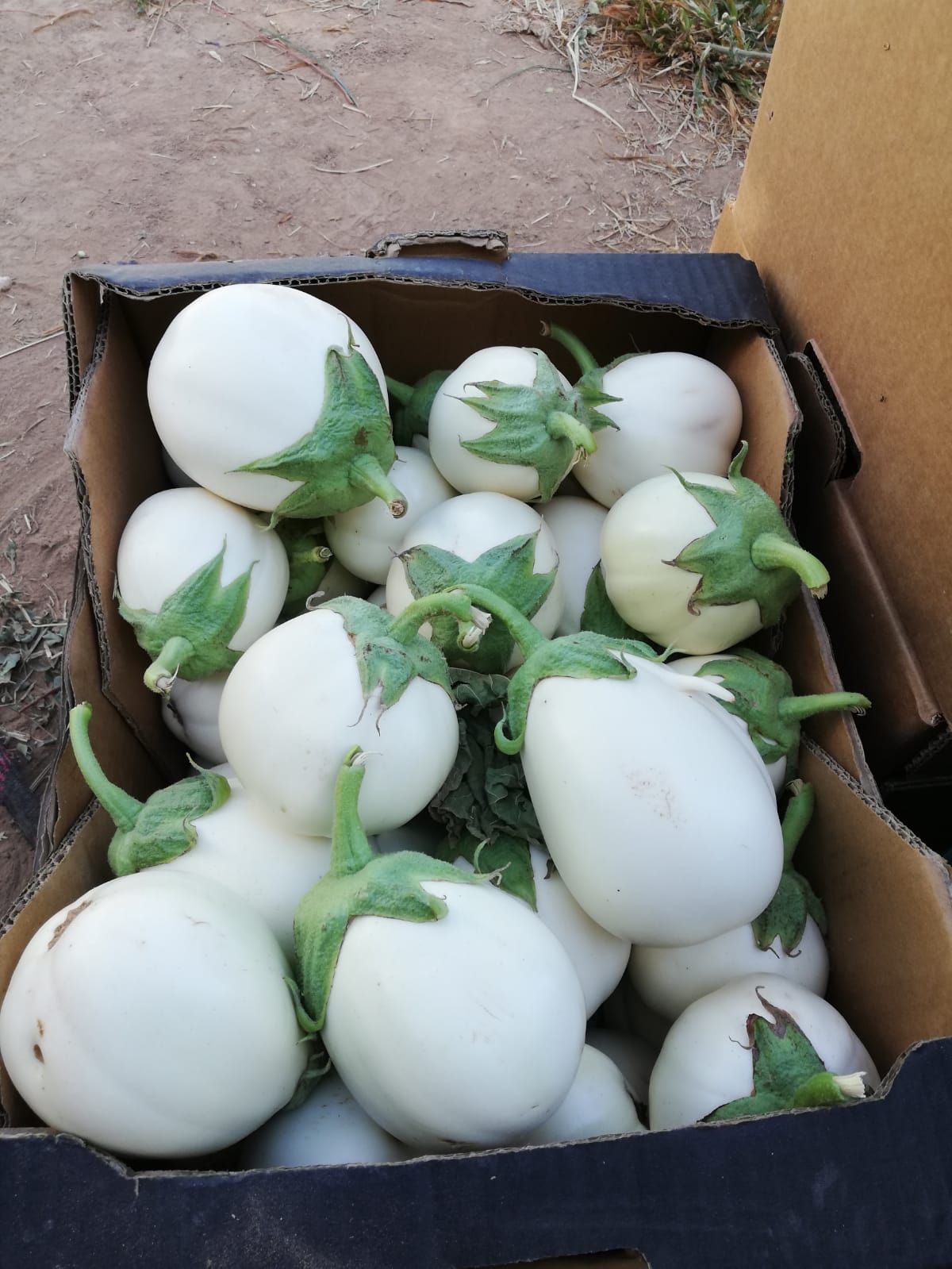 Huerta familiar de productos ecológicos en Madrid