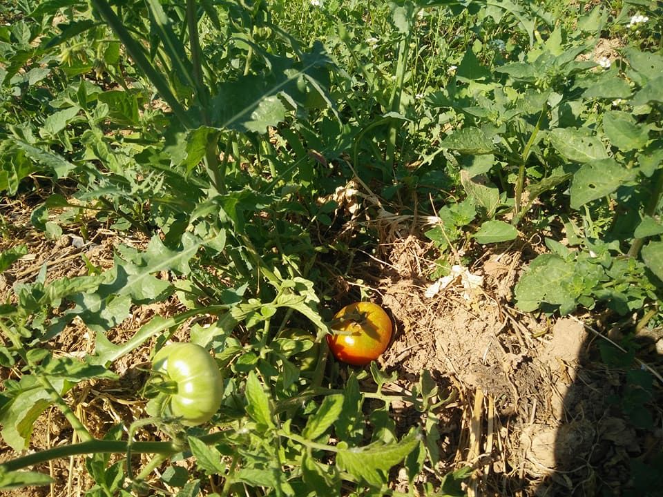 Compra verdura ecológica de temporada y de todo el año en Las Tablas