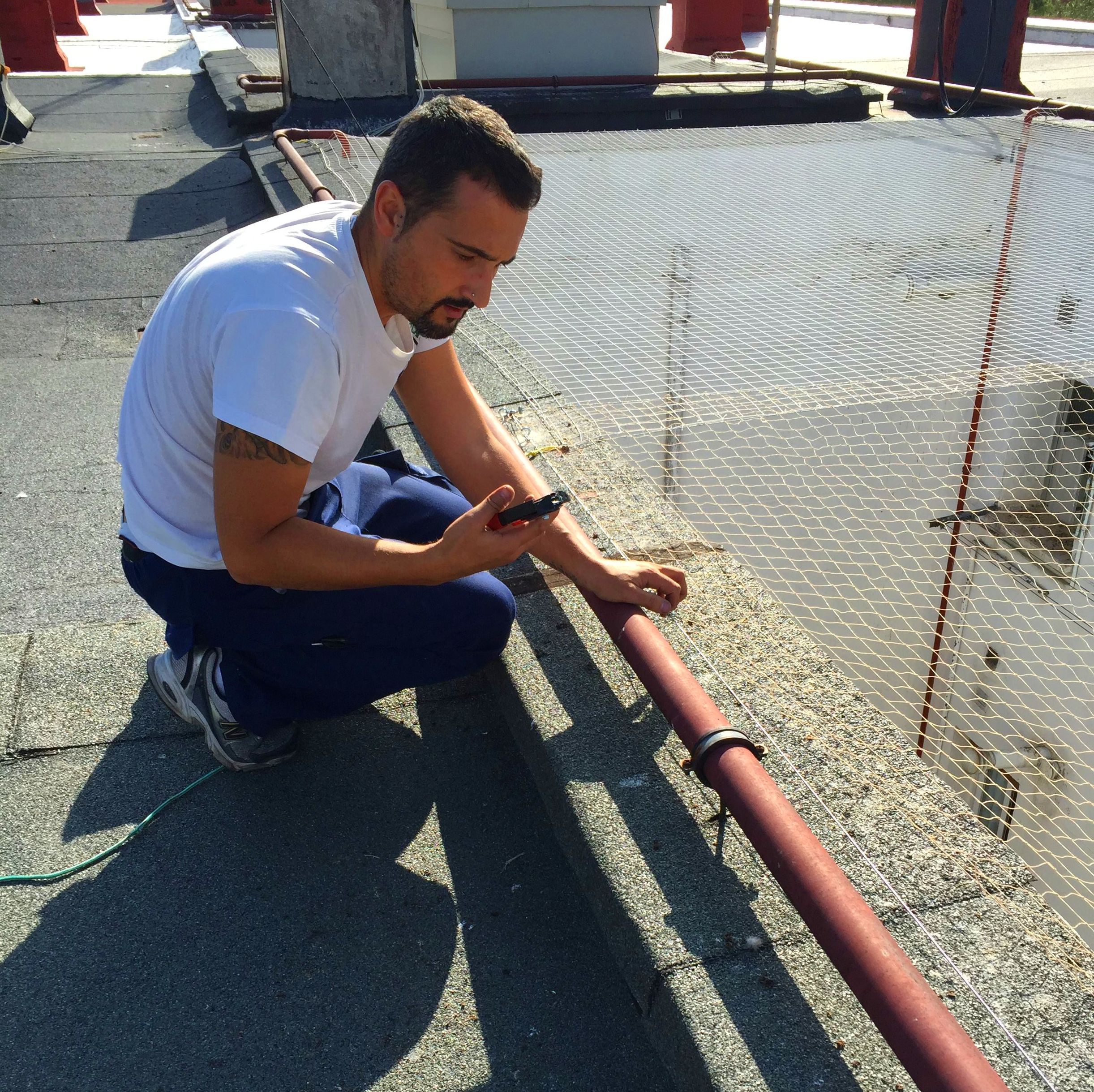 Tratamiento de Palomas, instalación de redes (cosido)