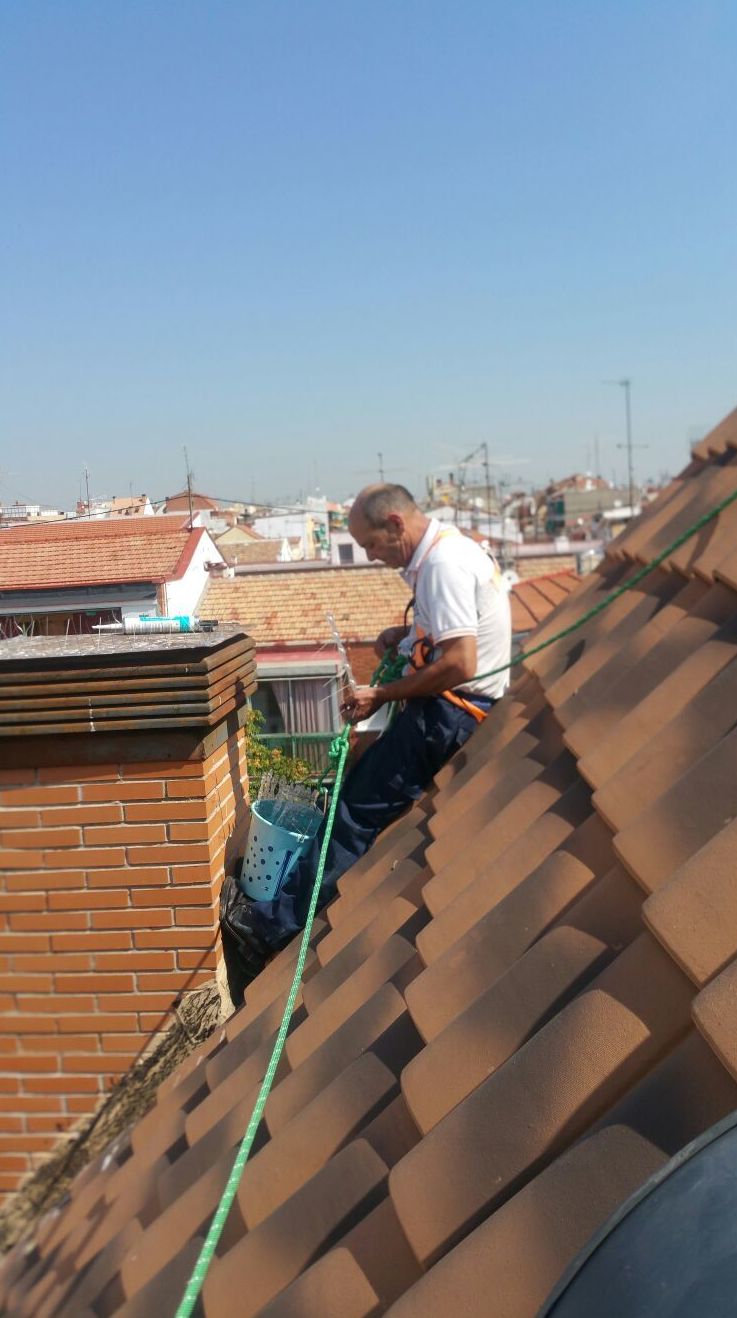 Tratamiento de Palomas, colocación de púas