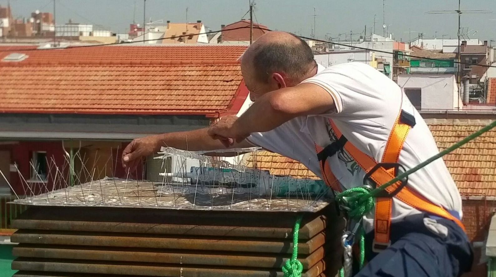 Tratamiento de Palomas, colocación de pùas