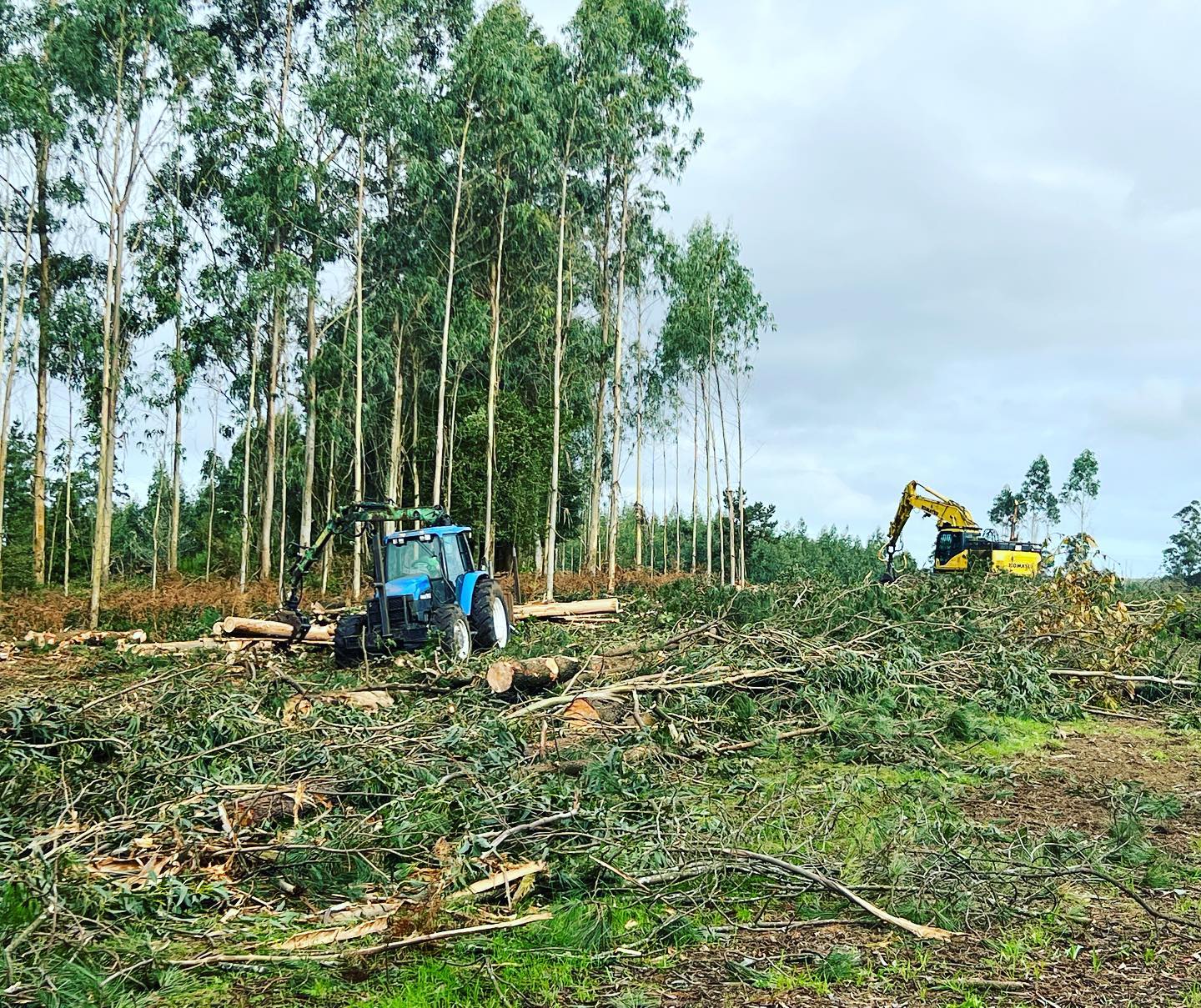 Trabajos forestales en Galicia