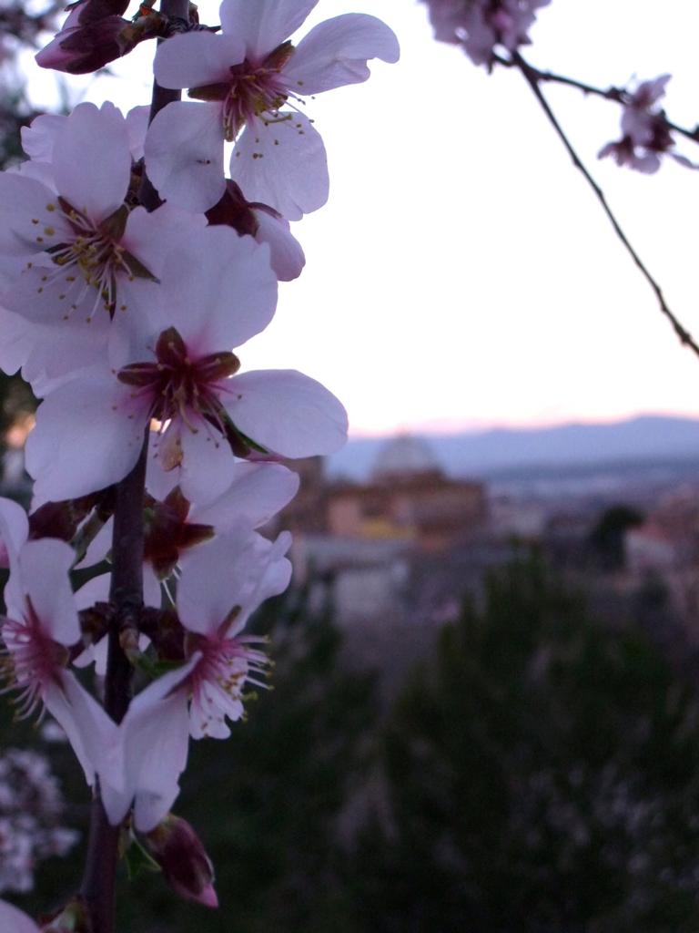 Primavera en Cabanes