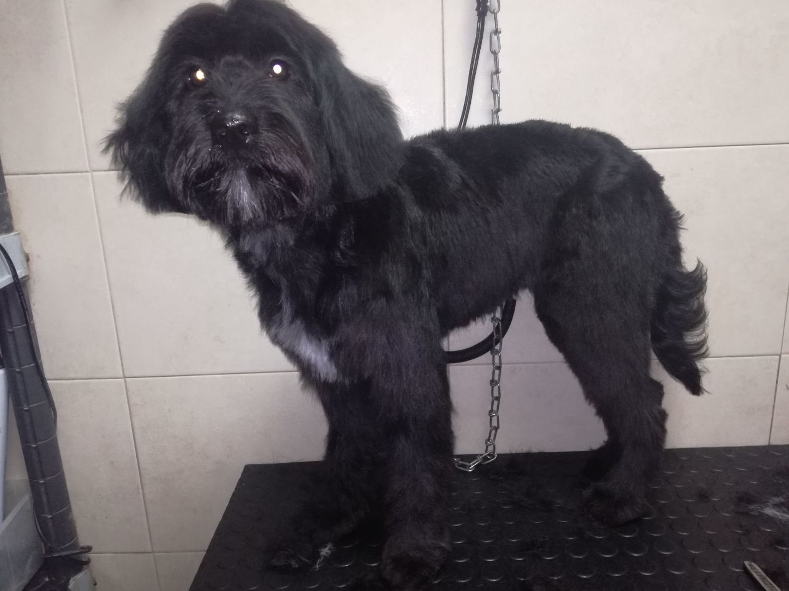 Peluquería canina San blas ( Después )