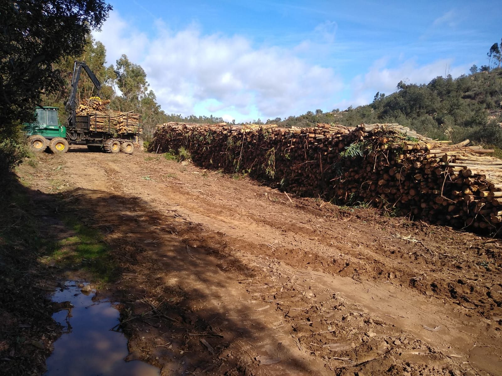 Limpieza de bosques