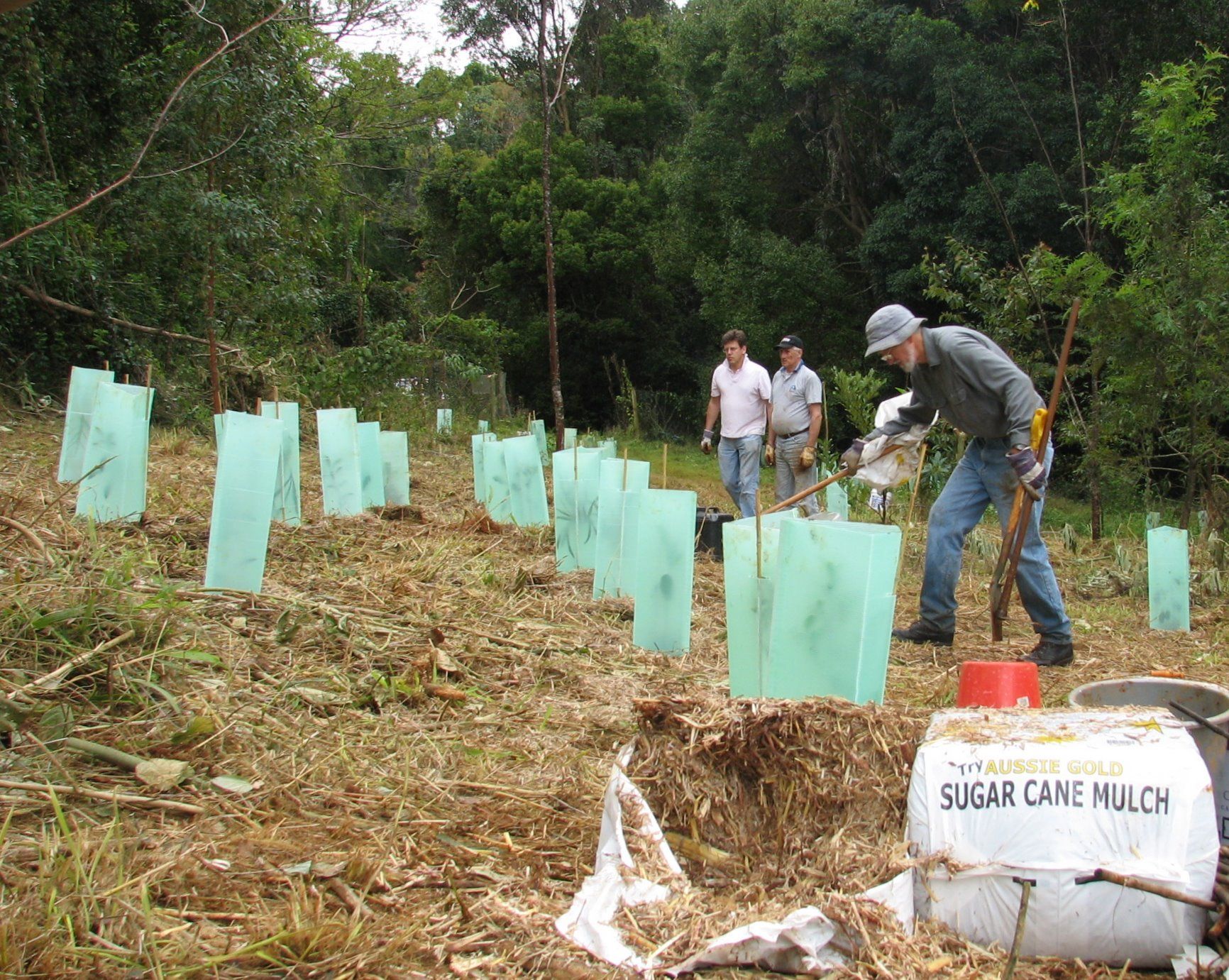 Plantación