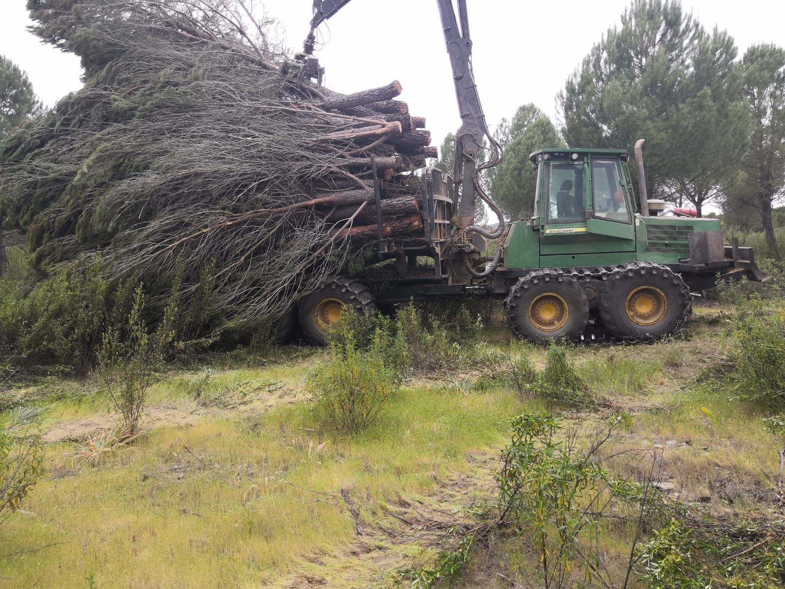 Limpieza de bosques