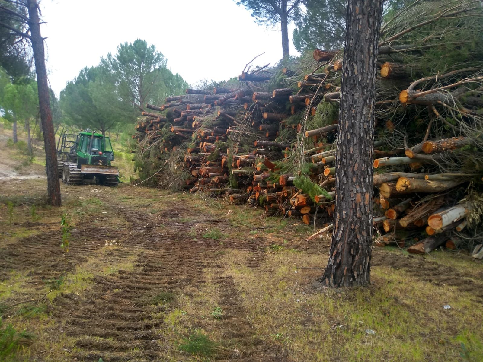 Madera para aserraderos