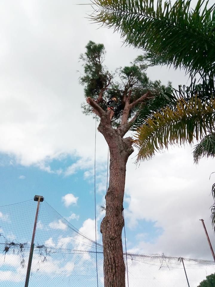 Poda y tala de árboles en Valverde del Camino