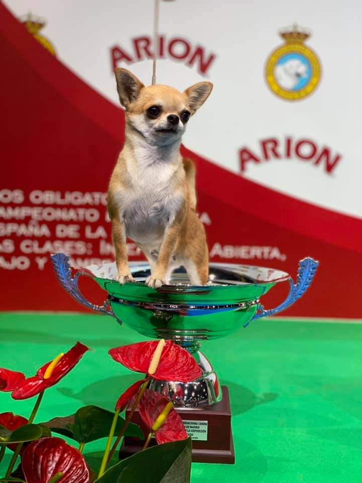 Servicio de venta de cachorros Chihuahua en Madrid