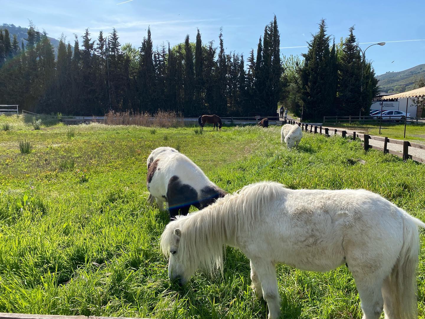 Pensión de caballos en Cenes