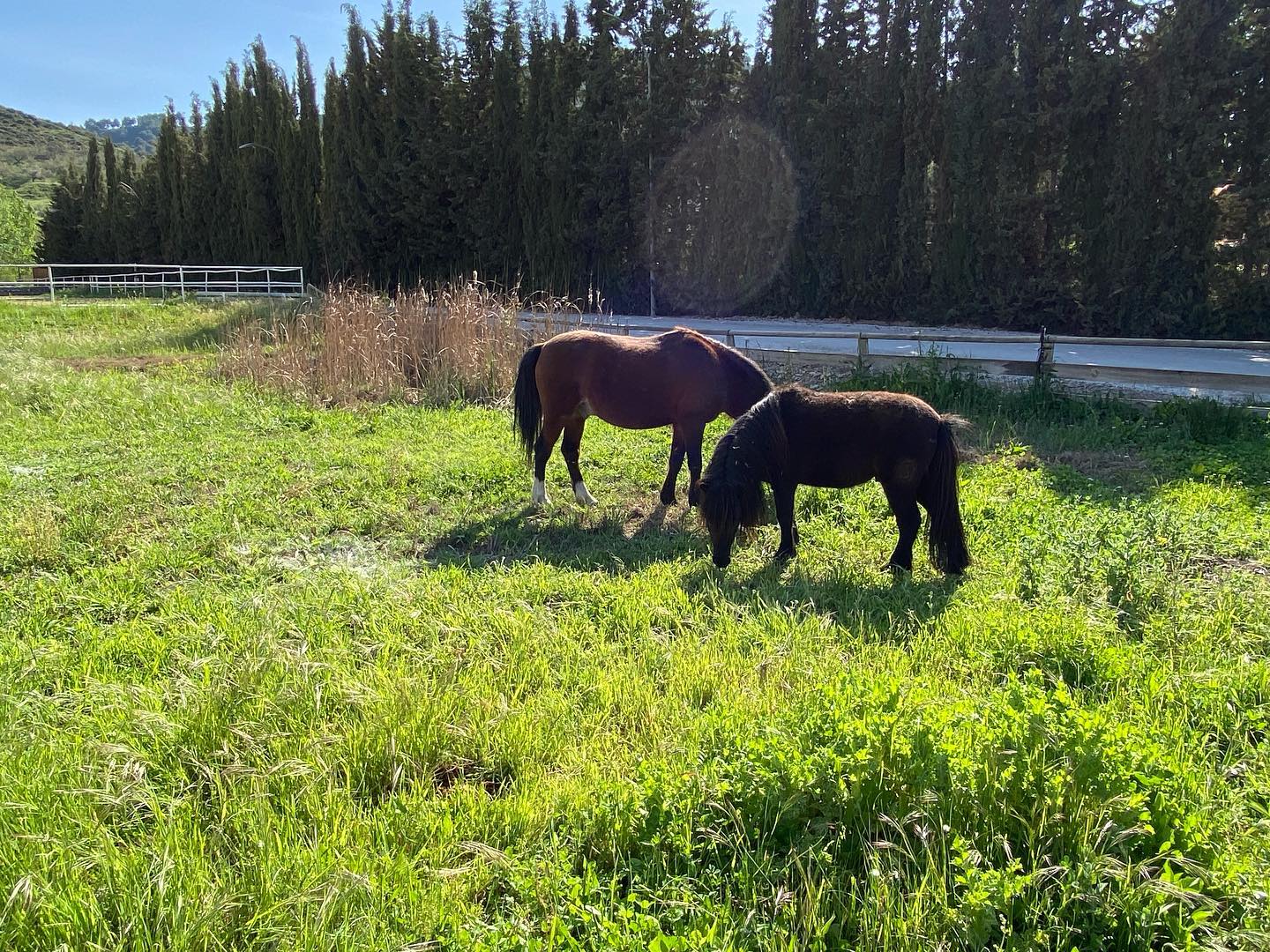 Aprende a montar a caballo en Cenes