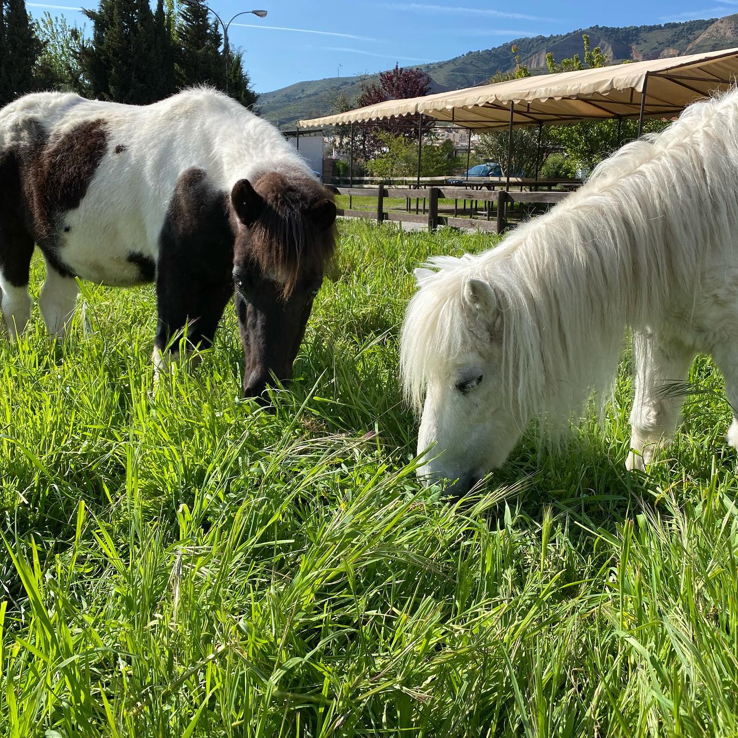 Doma de caballos en Cenes