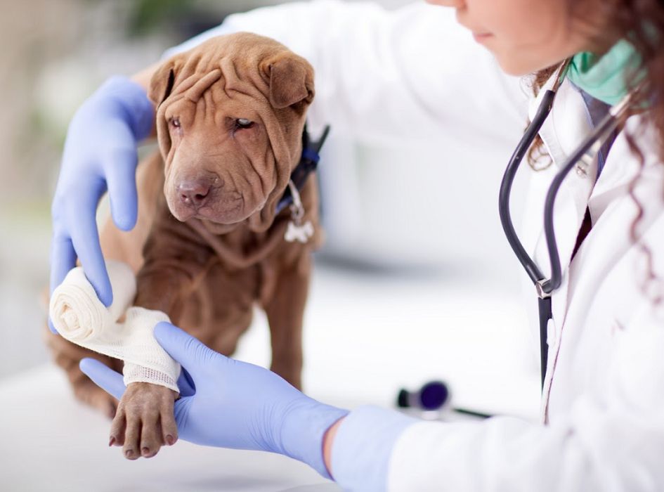 Curso de Auxiliar de Clínica Veterinaria en Málaga