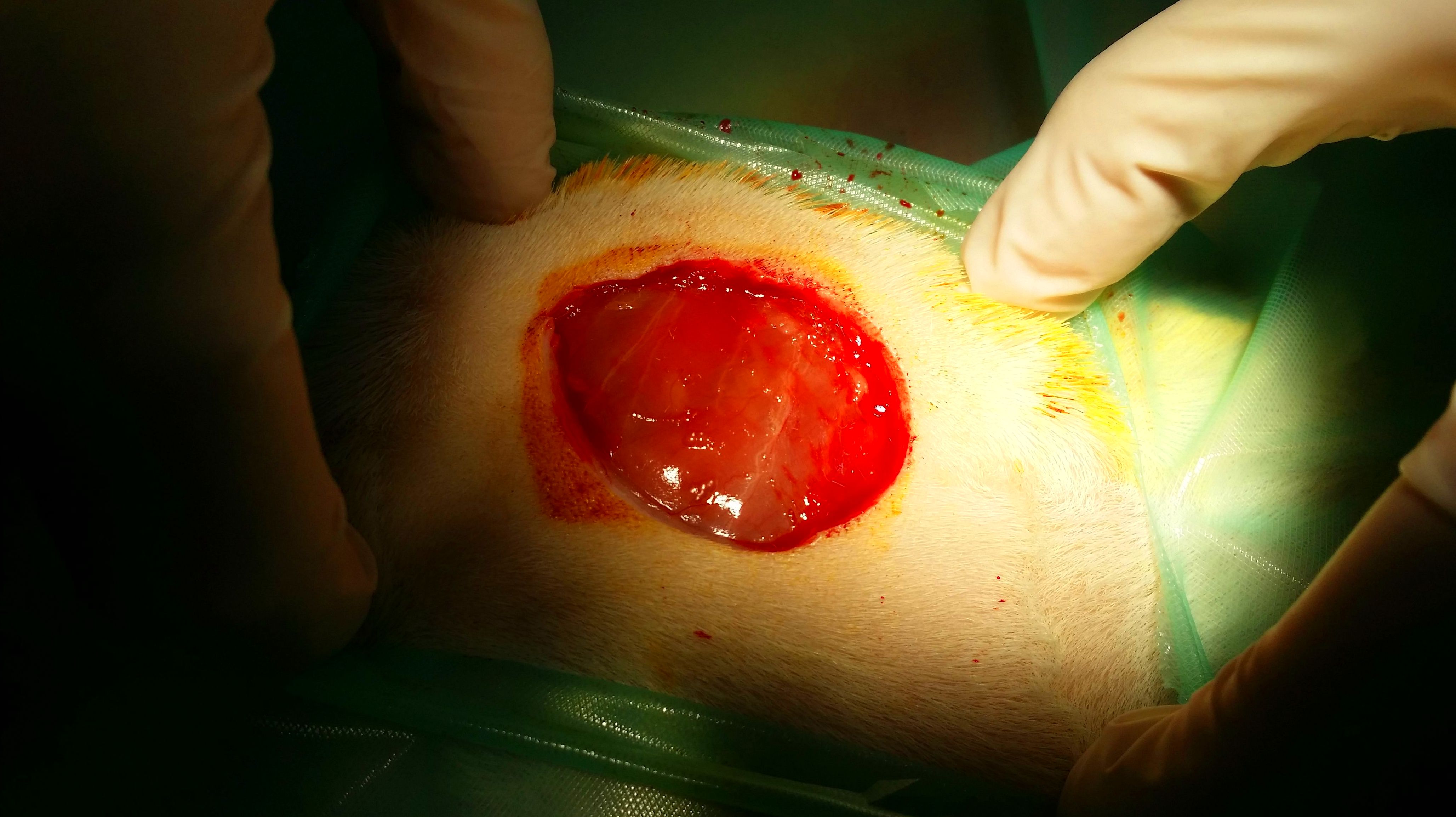 EXTRACCIÓN DE TRICOFOLICULOMA EN COBAYA