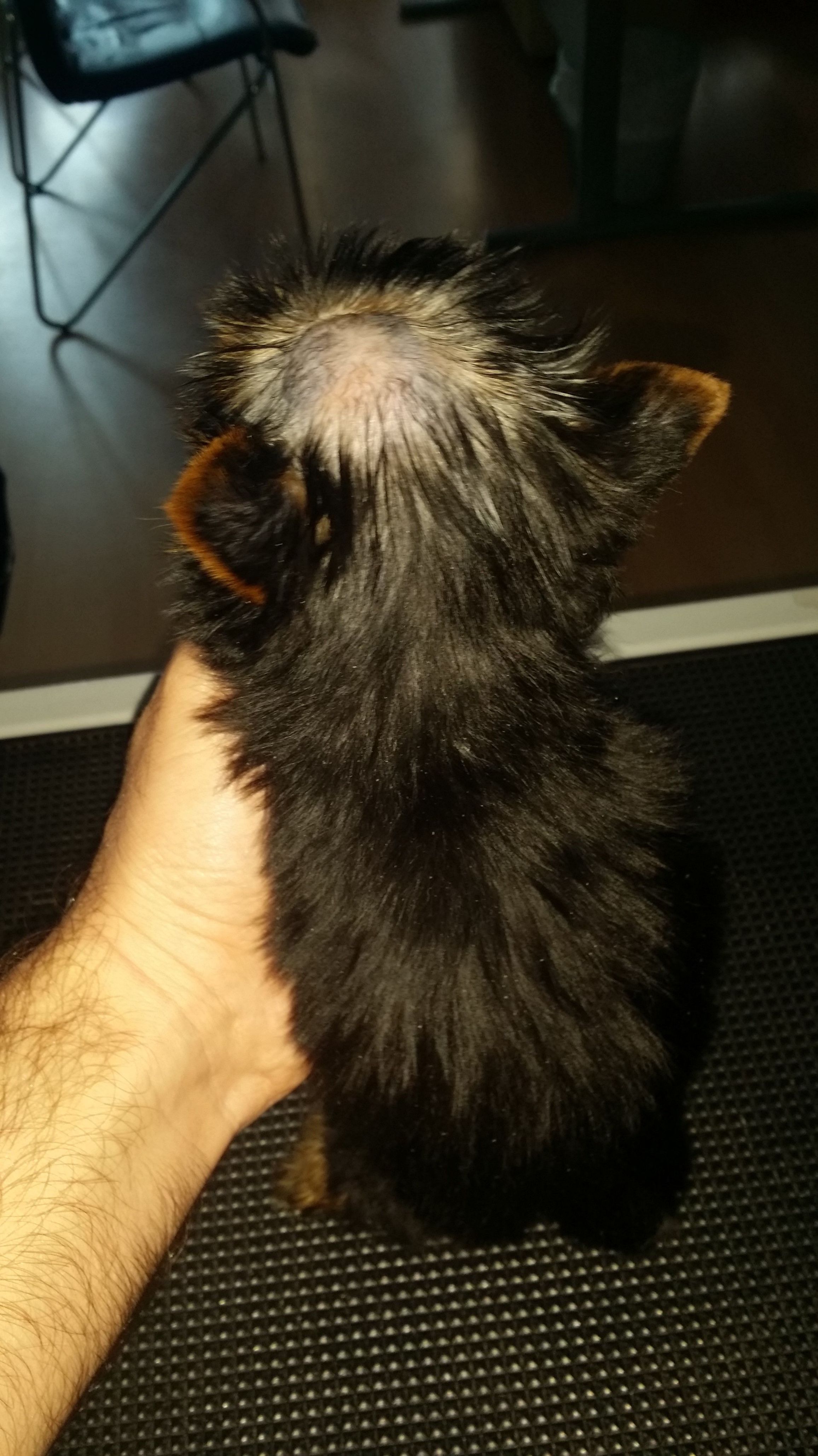 LESIÓN POR DERMATOFITOS EN YORKSHIRE TERRIER