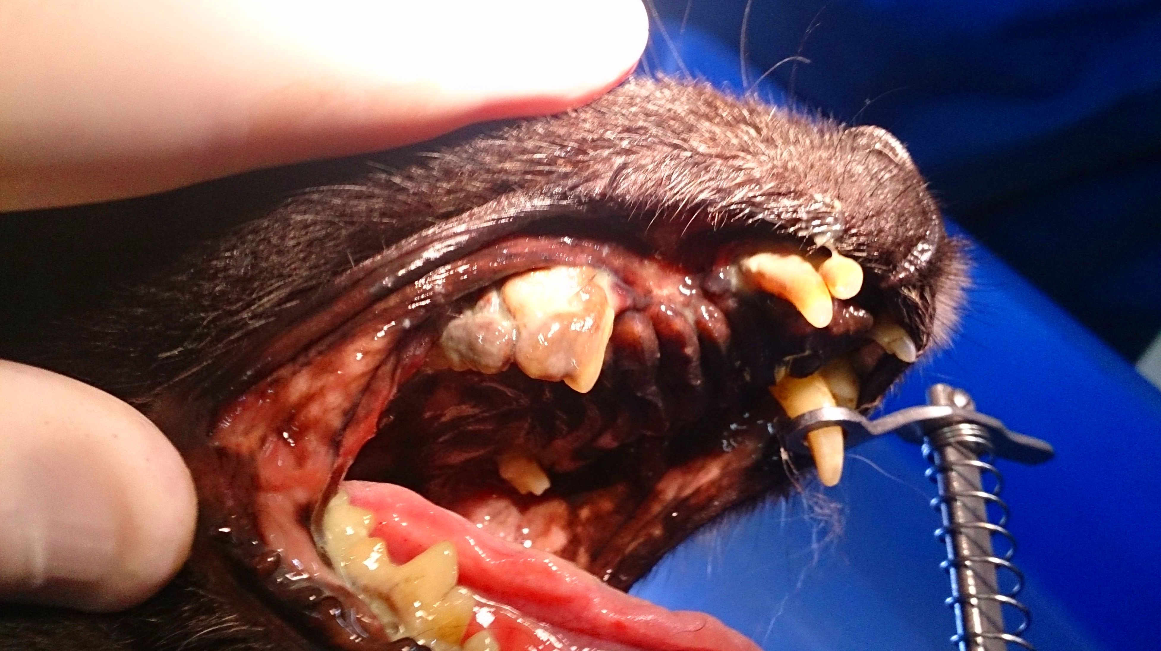 ENFERMEDAD PERIODONTAL SEVERA EN PERRO GERIÁTRICO