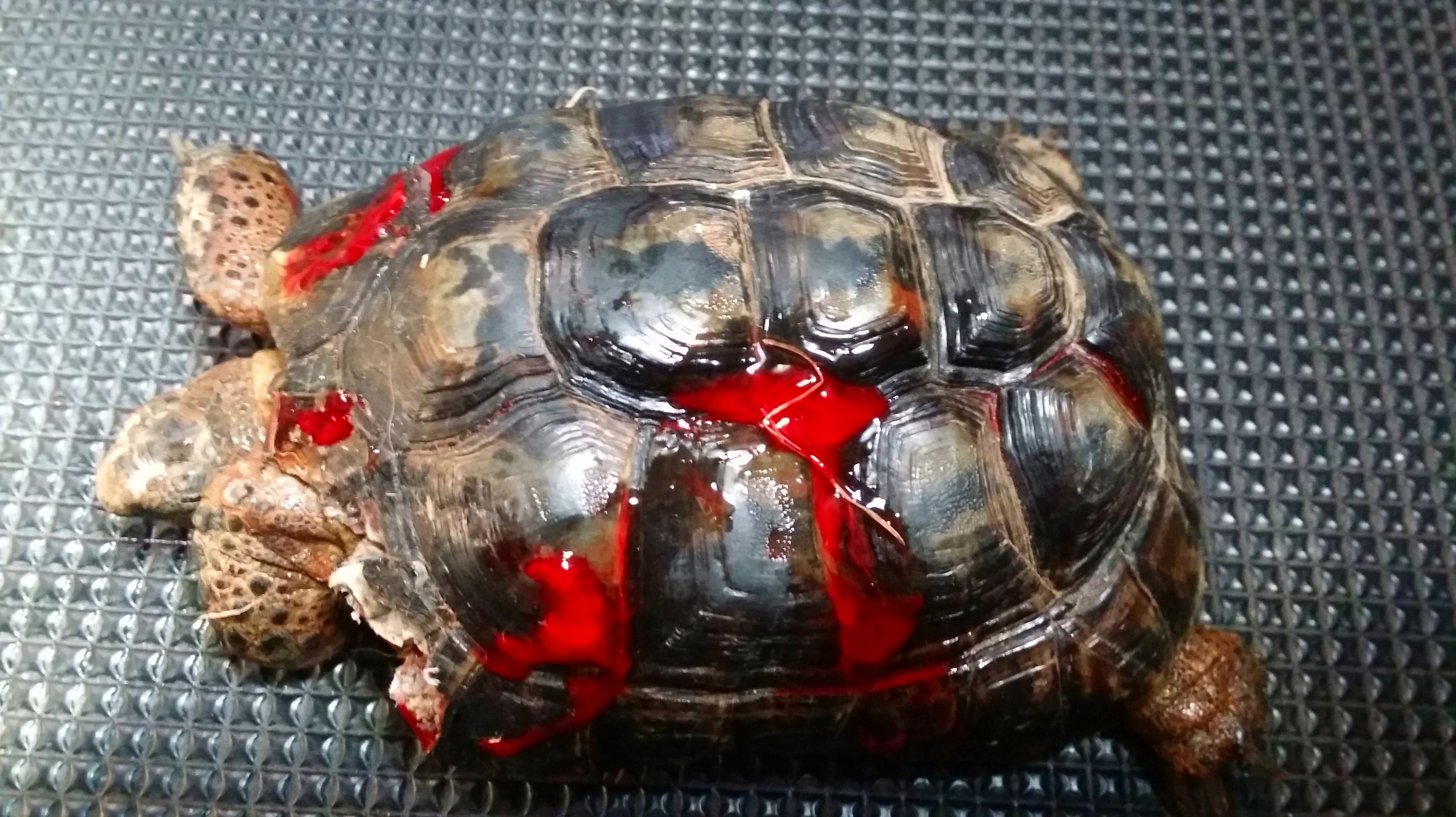 TORTUGA ATACADA POR UN PERRO