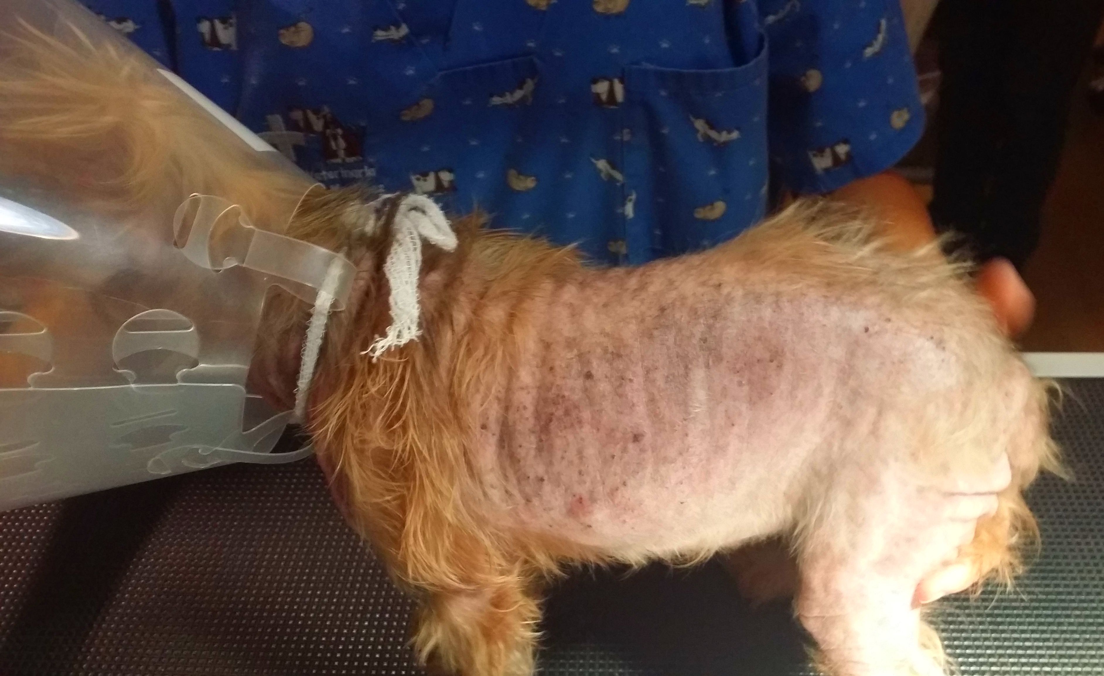 HEMBRA CANINA CON ALOPECIA GENERALIZADA,