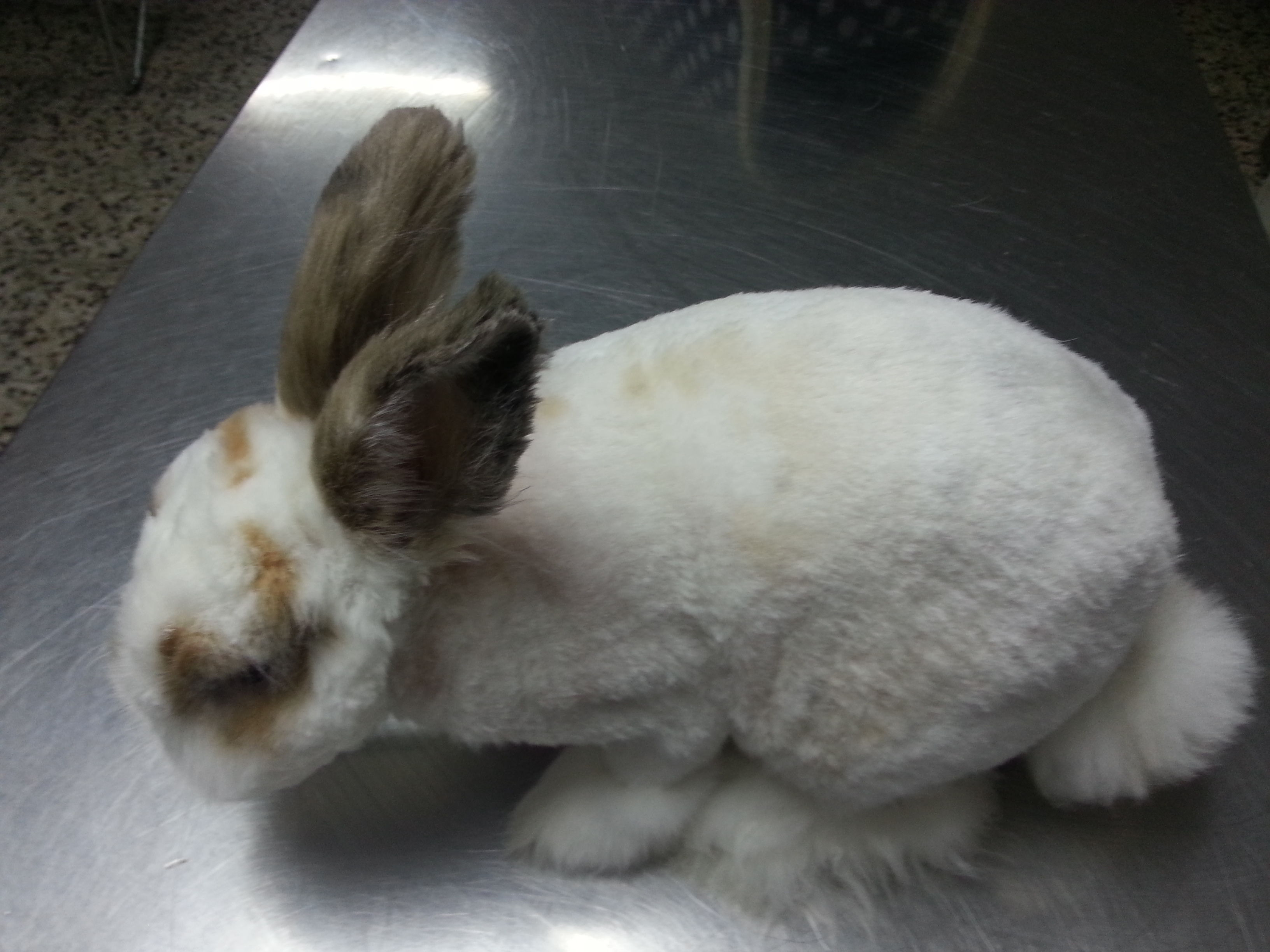 CONEJO TRAS PASAR POR PELUQUERIA PARA TRATAR DERMATOFITOS