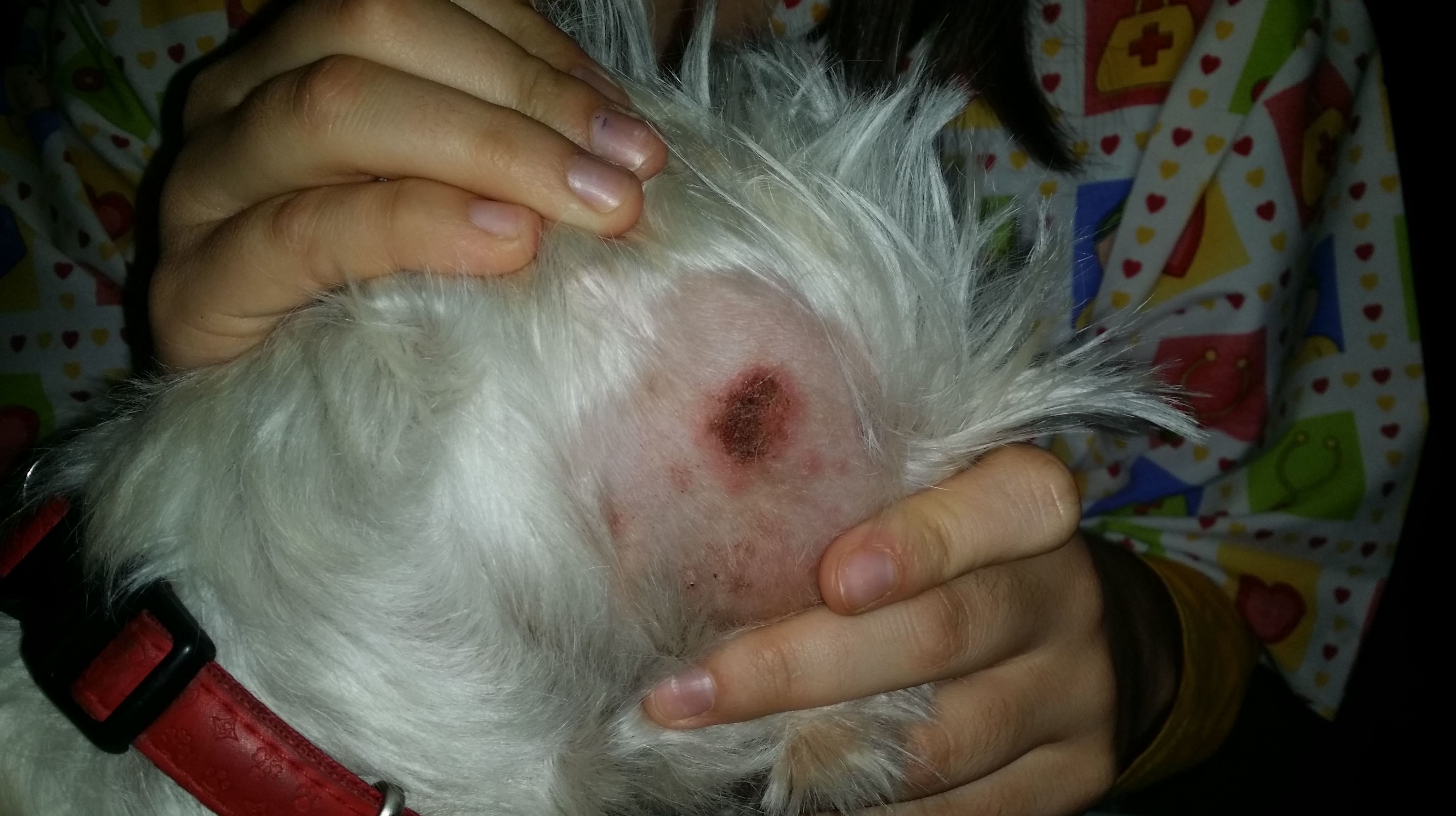 DERMATITIS PIOTRAUMÁTICA EN WEST HIGHLAND WHITE TERRIER