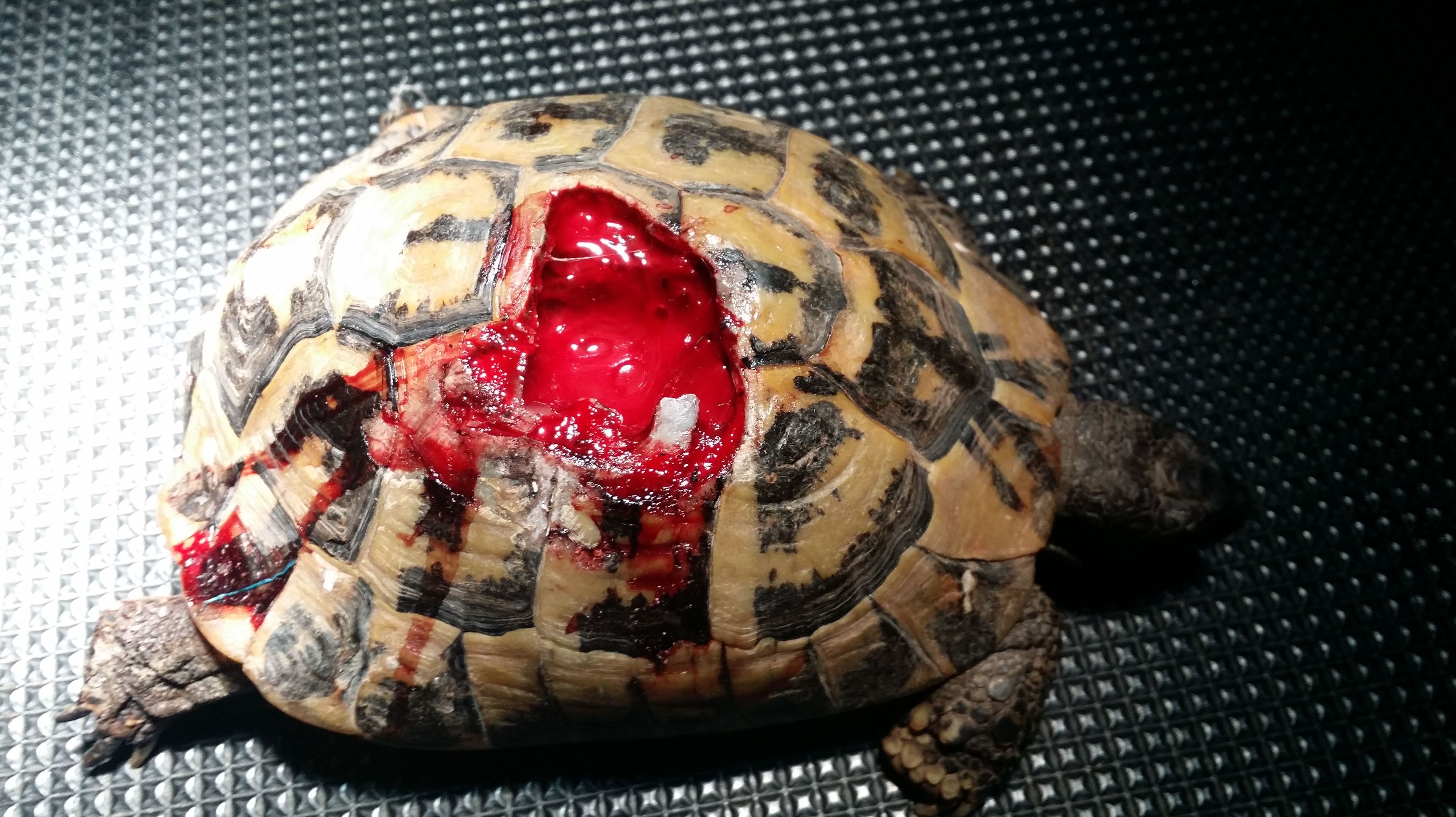 TORTUGA CON DEFECTO EN CAPARAZÓN TRAS HERIDAS POR CORTACESPED