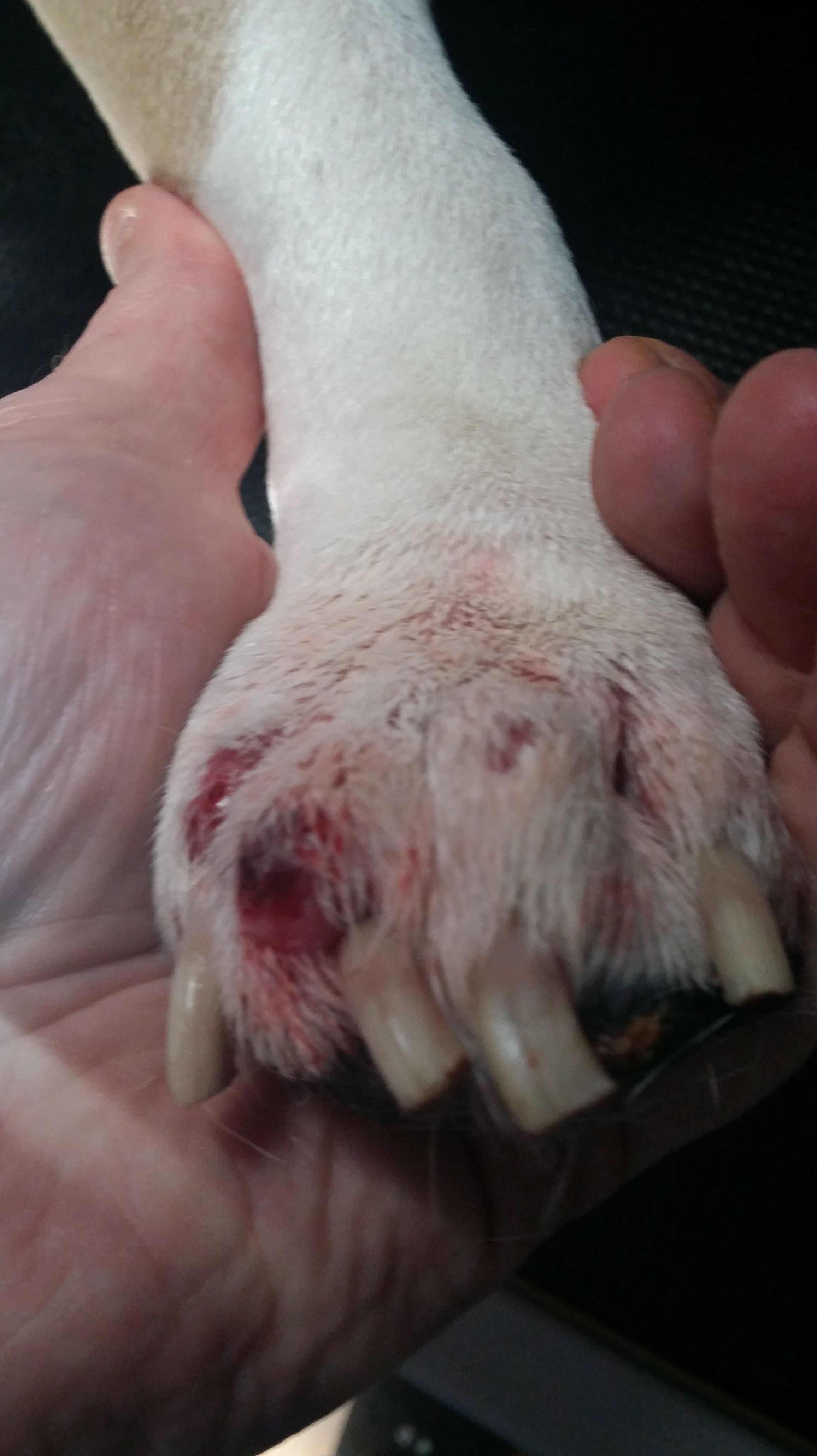 PODODERMATITIS EN BULLDOG INGLES