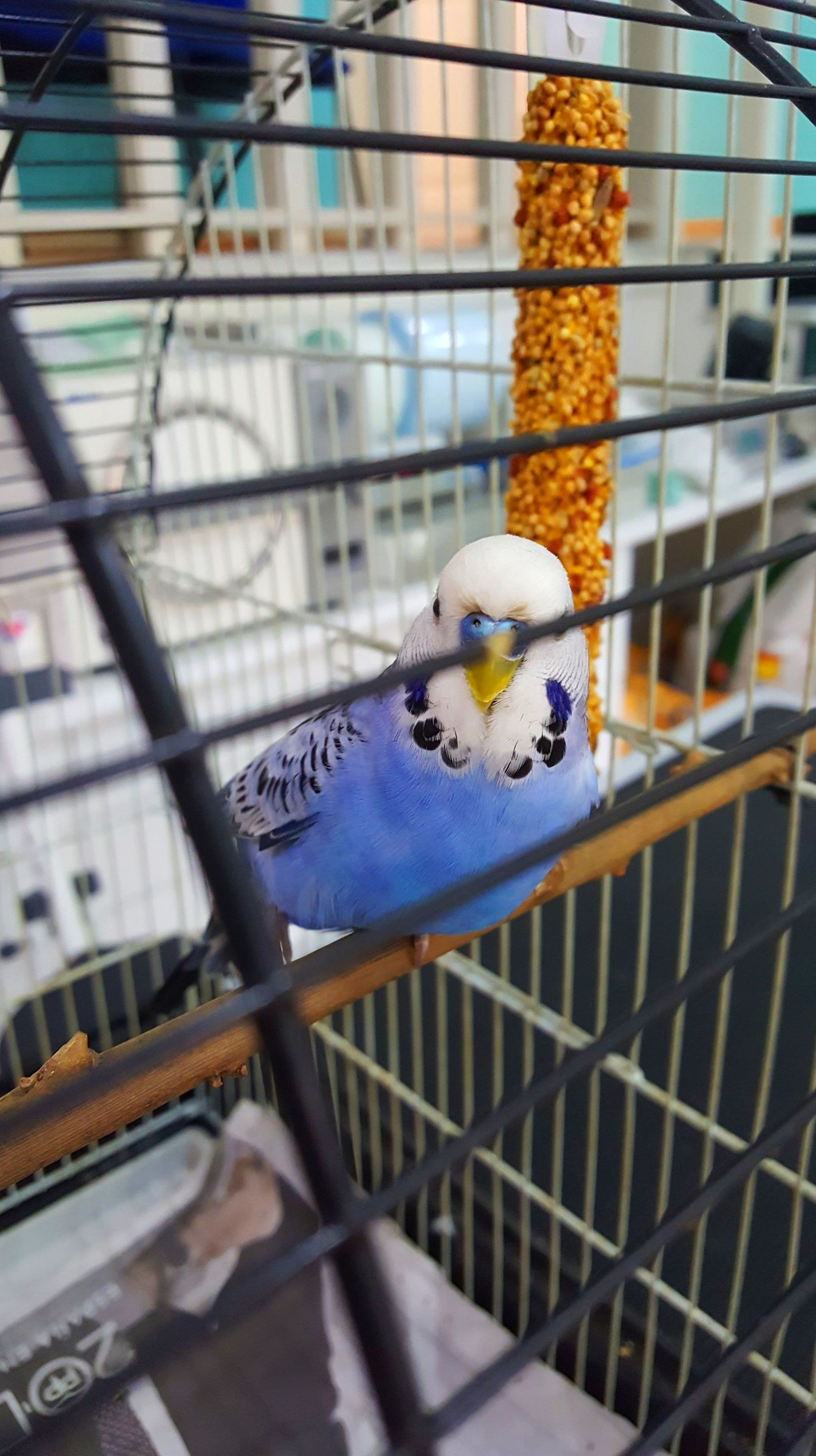 MELOPSITTACUS UNDULATUS(PERIQUITO) EN CONSULTA RUTINARIA