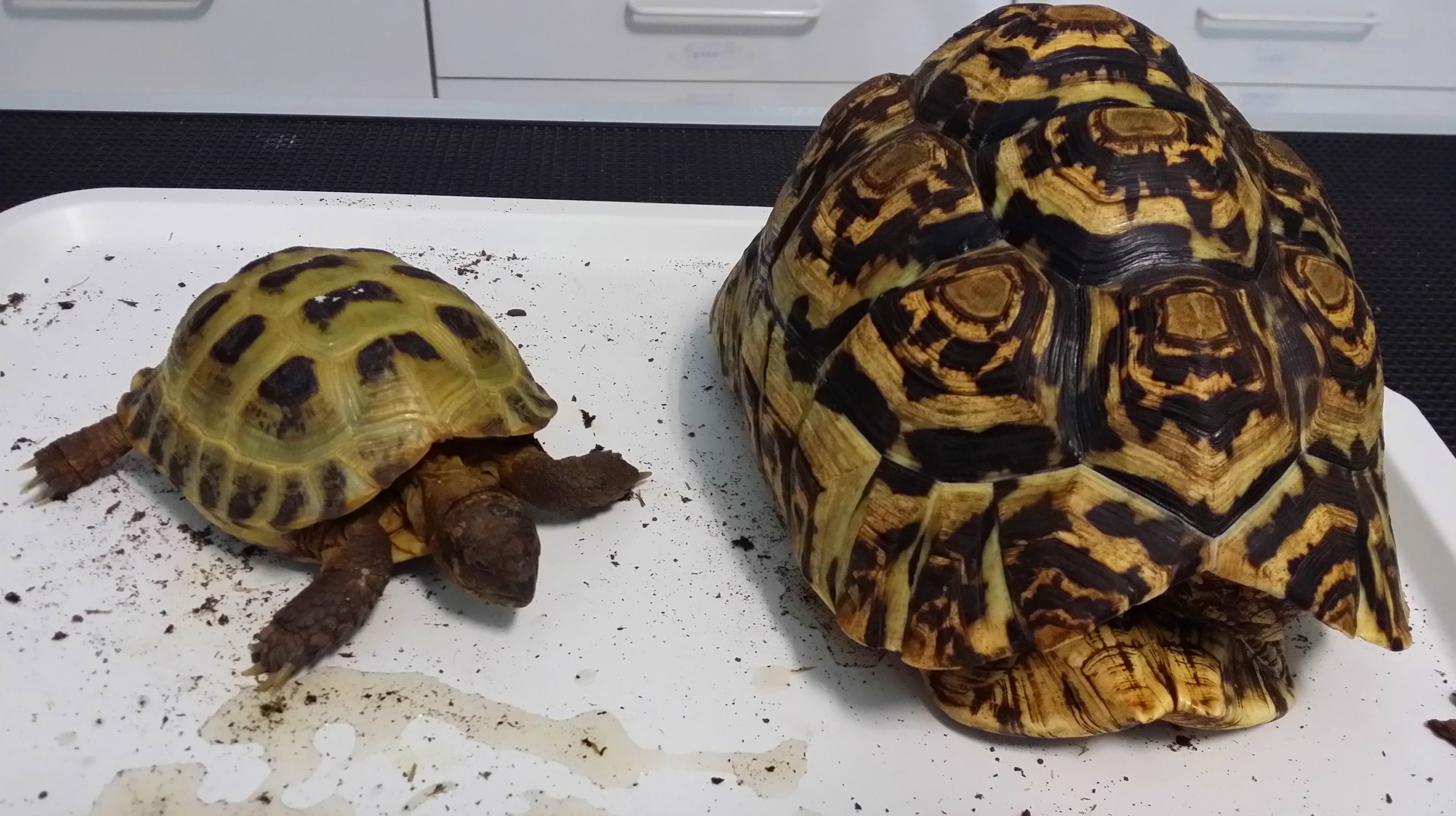 TORTUGA RUSA(AGRIONEMYS HORSFIELDII) y TORTUGA LEOPARDO(GEOCHELONE PARDALIS) EN CONSULTA