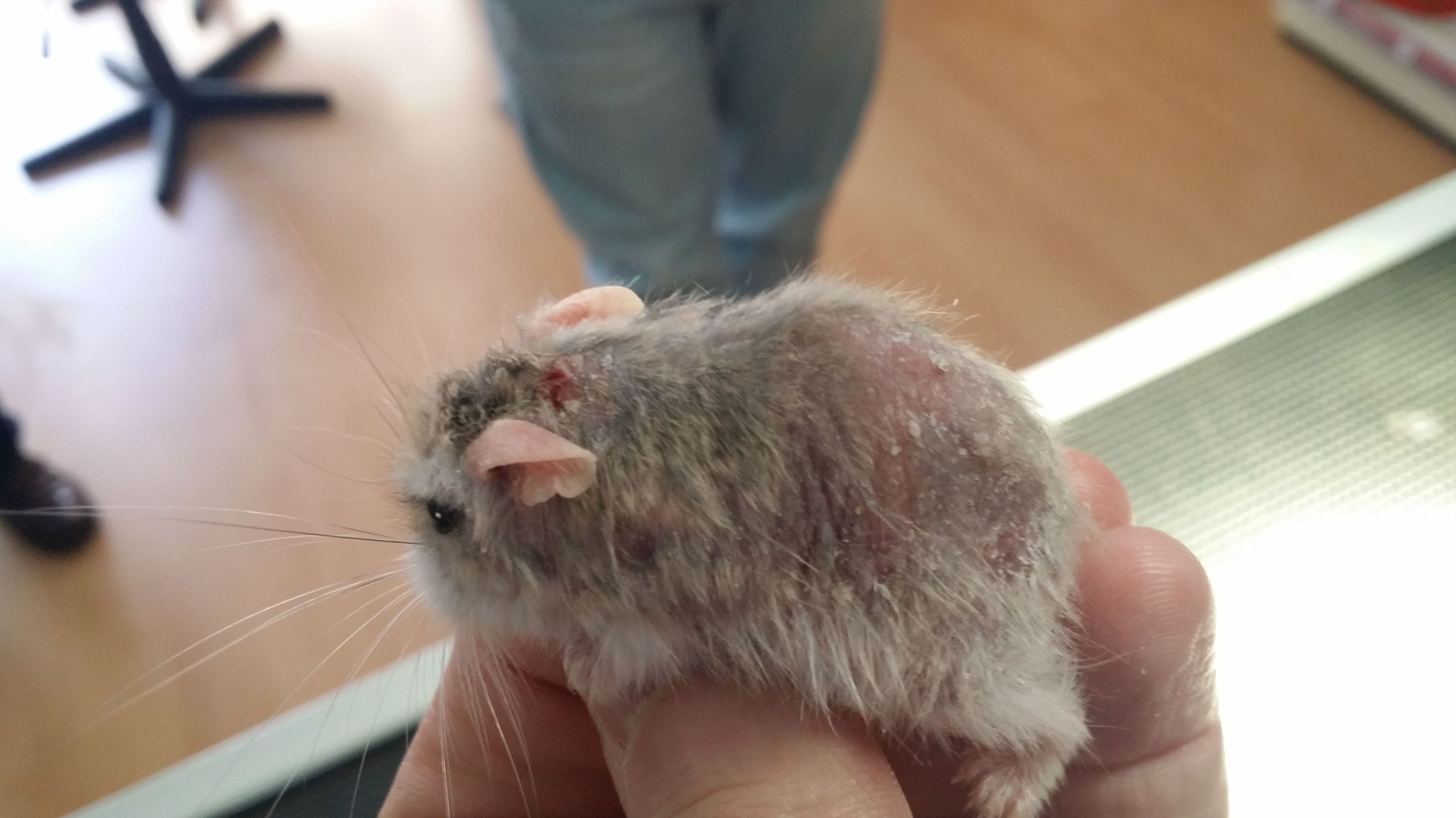 DERMATOFITOSIS GENERALIZADA EN HAMSTER