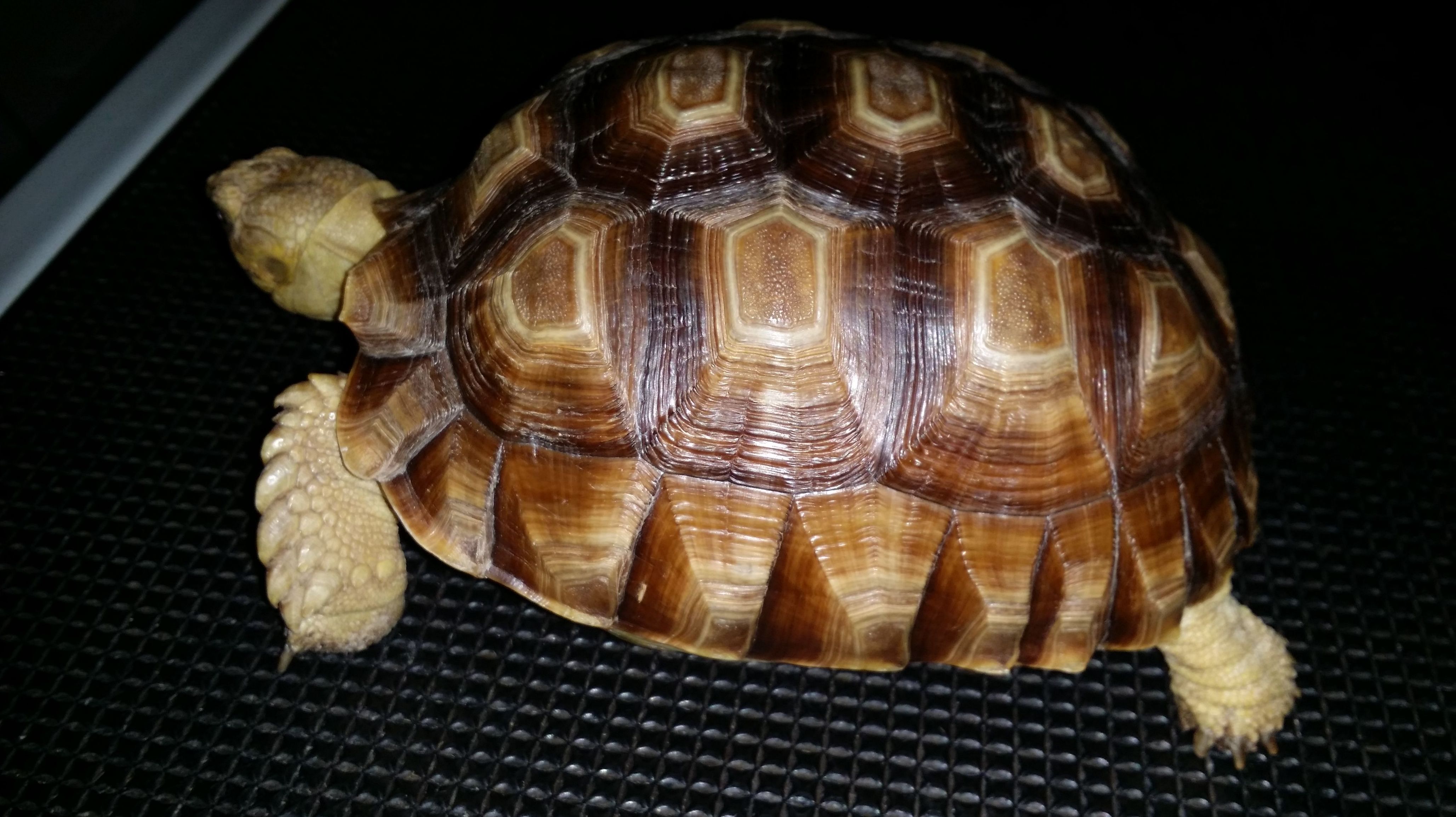 TORTUGA DE ESPECIE SULCATA EN CONSULTA