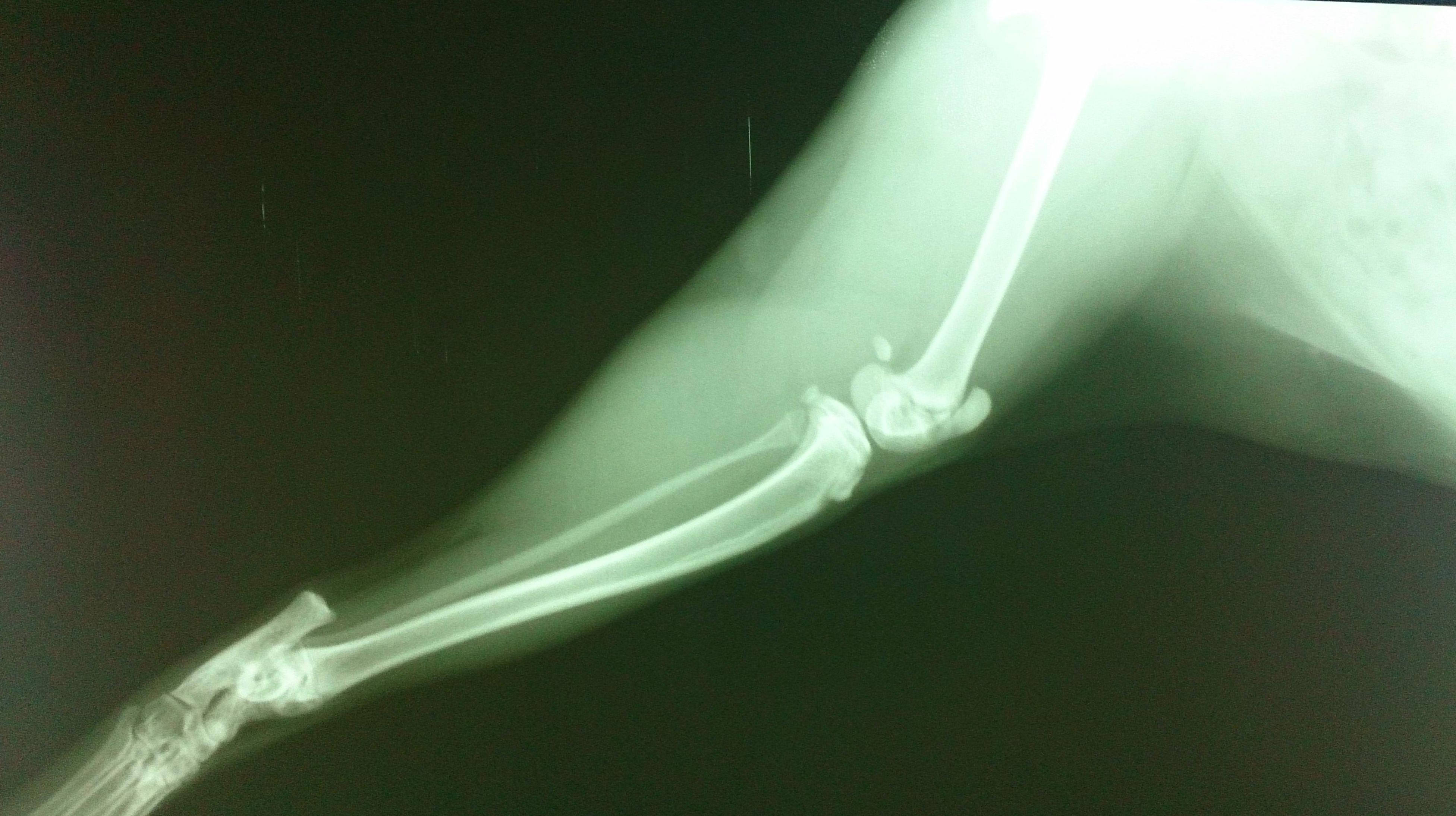 RADIOGRAFIA NORMAL EN UN GATO JOVEN,PROYECCIÓN LATEROLATERAL