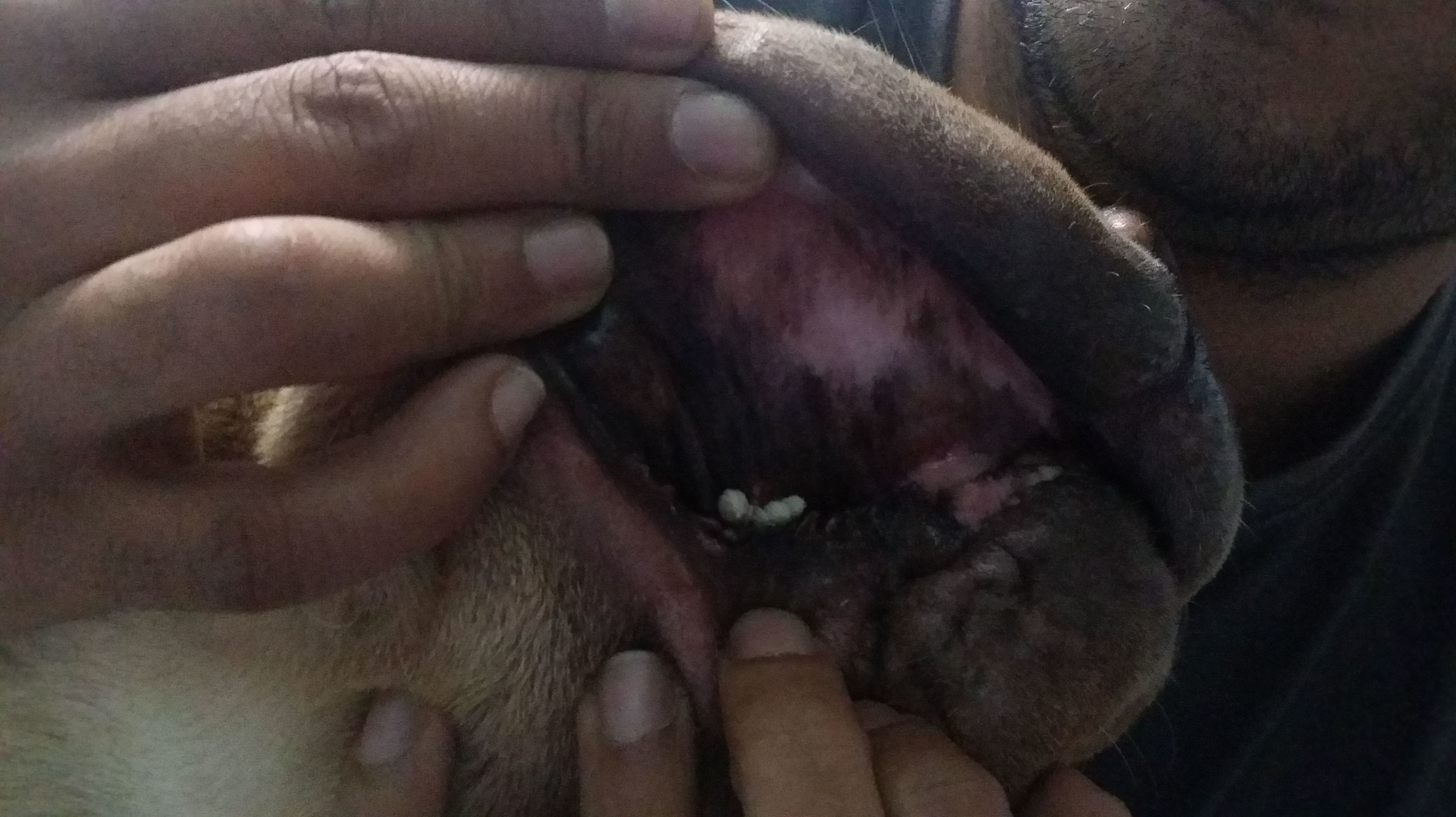 PAPILOMATOSIS VIRICA EN SHARPEI